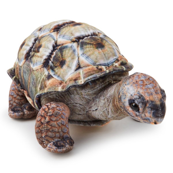Aldabra Tortoise 25 cm - ADA