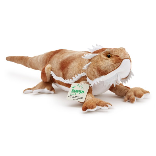 Bearded Dragon 50 cm ECO - GEORGE